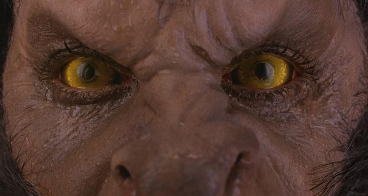 An American Werewolf in London 1981 Movie Scene The eyes and face of David Naughton as David Kessler after he transforms into a werewolf